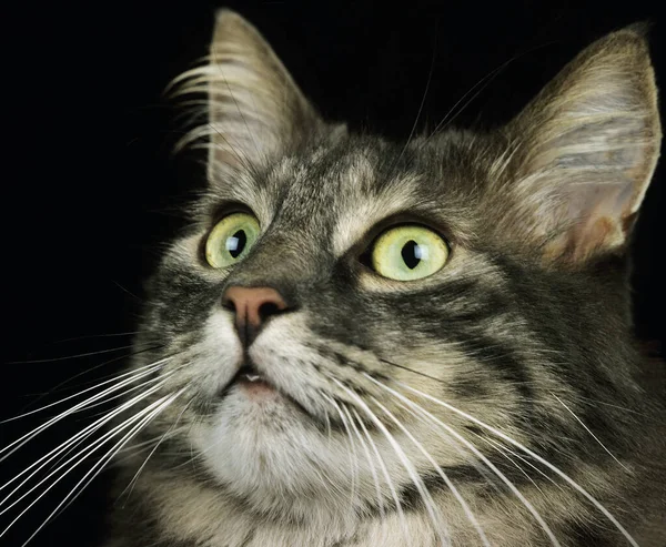 Skogkatt Εγχώρια Γάτα Πορτρέτο Του Ενηλίκων Κατά Μαύρο Φόντο — Φωτογραφία Αρχείου