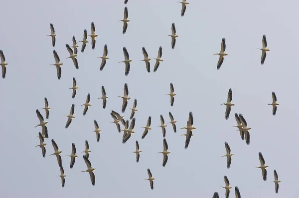 Great White Pelican Pelecanus Onocrotalus Grupp Flyg Nakuru Lake Kenya — Stockfoto