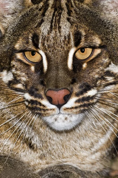 Asiatische Goldkatze Oder Temmink Cat Catopuma Temmincki Portrait Adult — Stockfoto