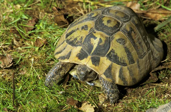 Hermann Kaplumbağası Testudo Hermanni — Stok fotoğraf