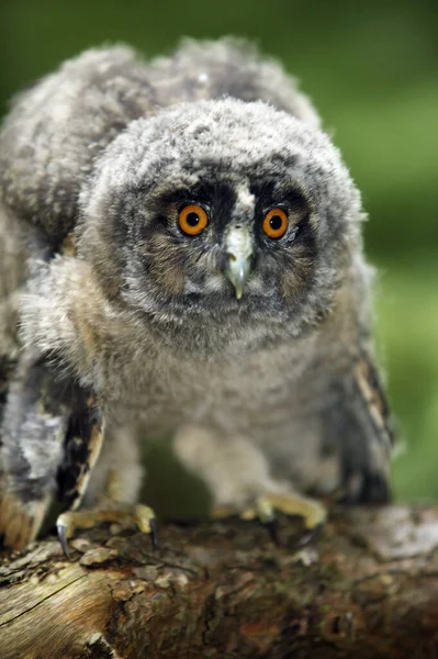 Burung Hantu Telinga Panjang Asio Otus Chick Berdiri Branch Normandia — Stok Foto