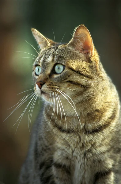 Retrato Gato Doméstico Tabby Marrom — Fotografia de Stock