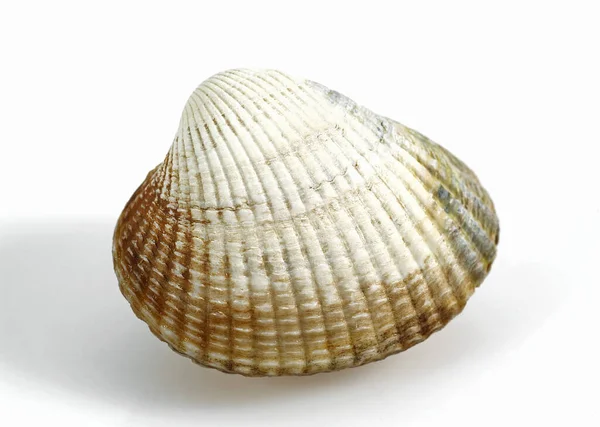 Common Cockle Cerastoderma Edule White Background — Stock Photo, Image