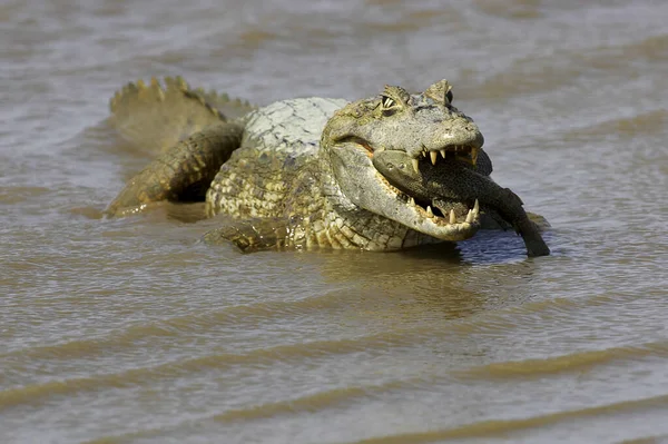 Spectacled Caiman Caiman Crocodilus Catching Fish River Los Lianos Venezuela — Stock Photo, Image