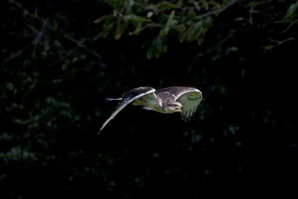 Ferruginous Hawk Buteo Regalis Flight — Stock Photo, Image