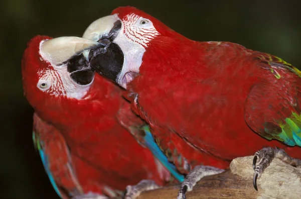 Red Green Macaw Ara Chloroptera Pair Courting — 스톡 사진