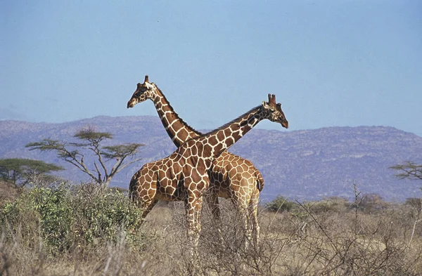Żyrafa Cząstkowa Żyrafa Camelopardalis Reticulata Samburu Park Kenii — Zdjęcie stockowe