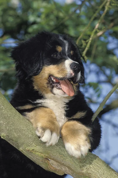 Bernese Mountain Dog Kölyök Fán — Stock Fotó