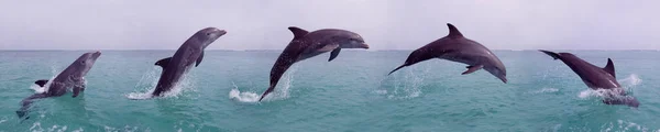 Bottlenose Dolphin Tursiops Truncatus Adult Leaping Movement Sequence Honduras — стокове фото