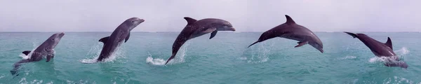 Golfinho Bottlenose Tursiops Truncatus Salto Adulto Sequência Movimento Honduras — Fotografia de Stock