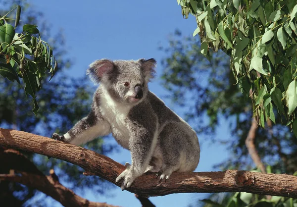 Koala Phascolarctos Cinereus Felnőtt Ülés Ágon Ausztrália — Stock Fotó