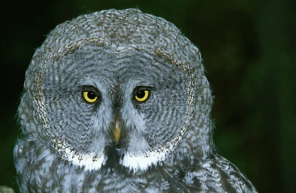 Great Grey Owl Strix Nebulosa Πορτραίτο Ενηλίκων — Φωτογραφία Αρχείου