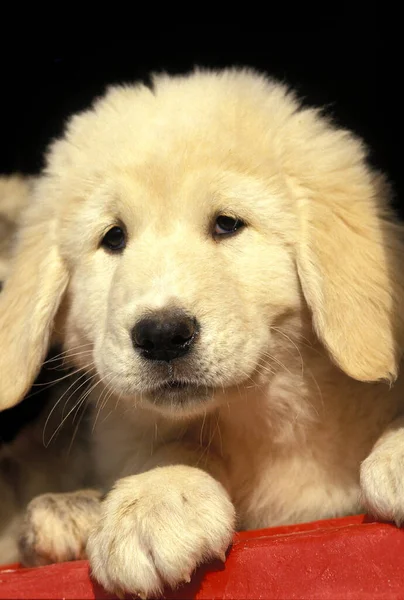 Anatolian Shepherd Dog Portrait Pup — Stock Photo, Image