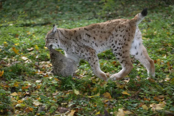Europäischer Luchs Felis Lynx Mit Tötung Ein Fasan — Stockfoto