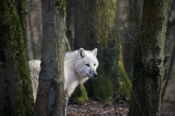 Lupo Artico Canis Lupus Tundrarum Adulto Nascosto Dietro Gli Alberi — Foto Stock