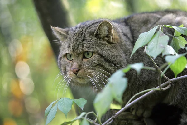 Europäische Wildkatze Felis Silvestris — Stockfoto