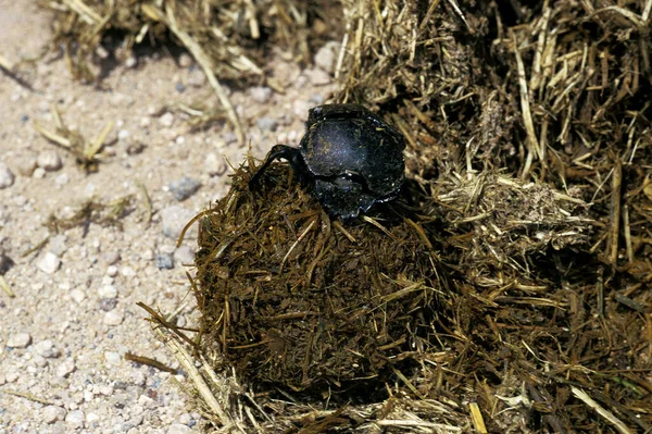Dung Beetle Roulant Dung Ball Kenya — Photo