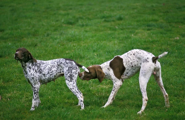 French Pyrenean Pointer Dog Male Smelling Female Heat — стокове фото