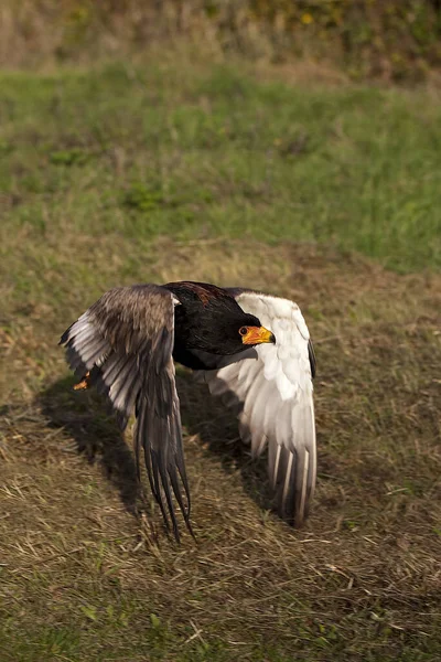 Vbateleur Eagle Terathopius Ecaudatus 비행중인 — 스톡 사진
