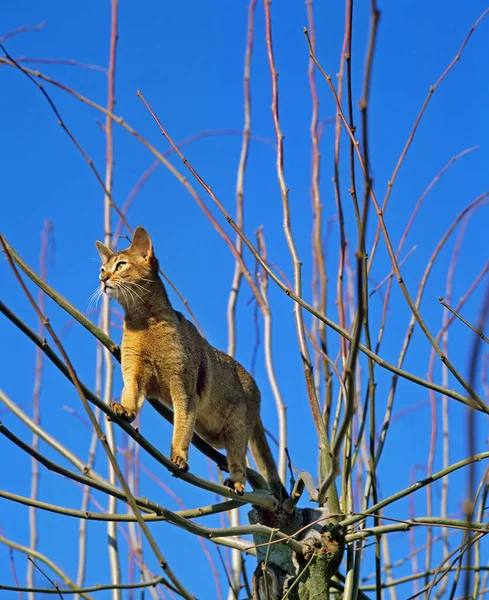 Abyssinian Inhemsk Katt Naturlig Bakgrund — Stockfoto