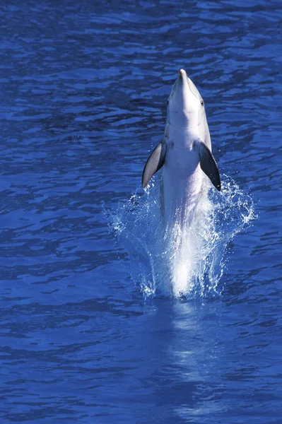 Tuimelaar Dolfijn Tursiops Truncatus Springen — Stockfoto