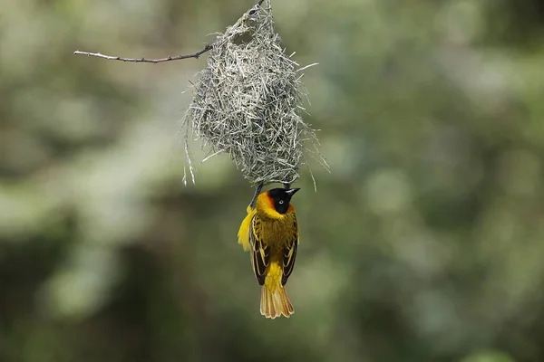 Speke Weaver Ploceus Spekei Male Working Nest Bogoria Park Kenya — Stock Photo, Image