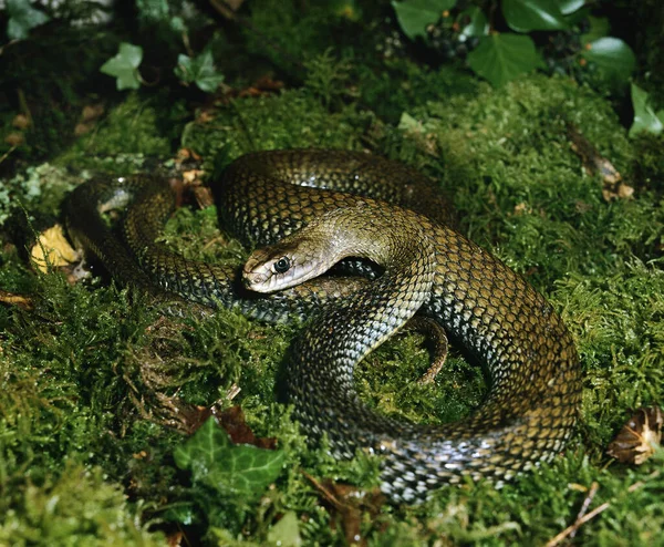 Montpellier Snake Malpolon Monspessulanus — 스톡 사진