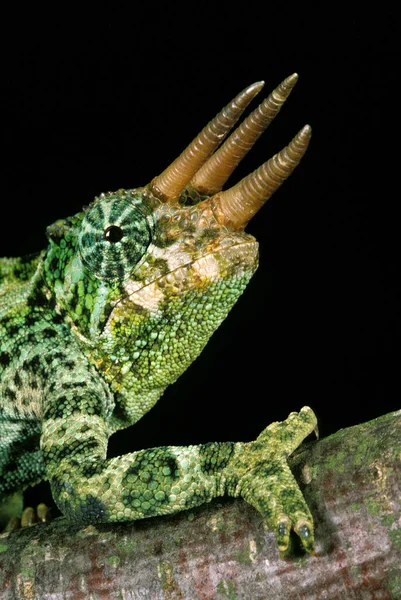 Jackson Chameleon Chamaeleo Jacksoni Retrato Hombre Contra Fondo Negro — Foto de Stock