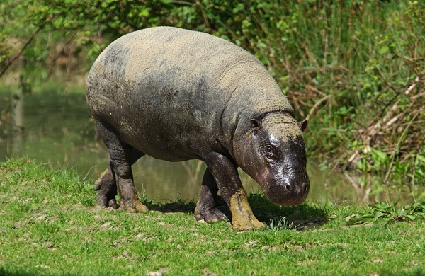Pygmy Hippopotamus Choeropsis Liberiensis Vuxen — Stockfoto