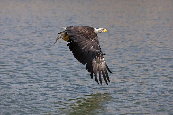 Orzeł Łysy Haliaetus Leucocephalus Niedojrzały Locie Nad Wodą — Zdjęcie stockowe