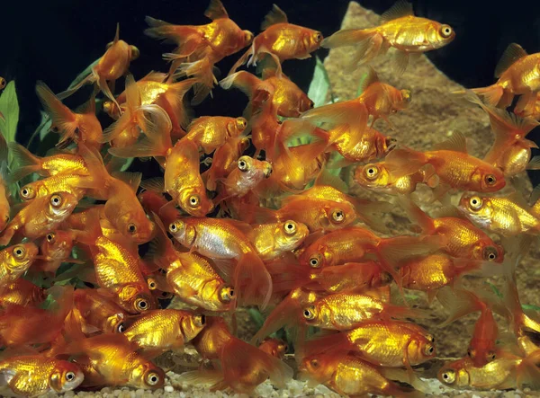Dragon Eye Goldfish Telescop Goldfish Carassius Auratus — Stock Photo, Image