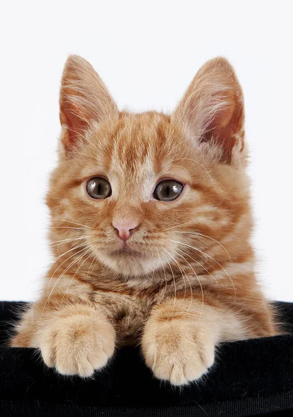 Röd Tabby Inhemsk Katt Kattunge Spelar Hatt Mot Vit Bakgrund — Stockfoto