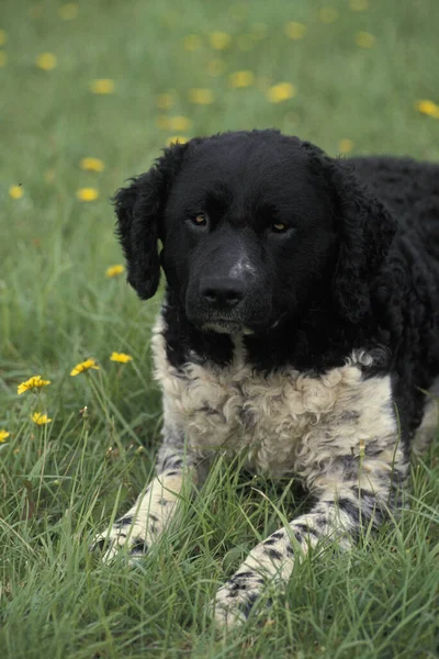 Frisian Water Dog Układanie Trawie — Zdjęcie stockowe