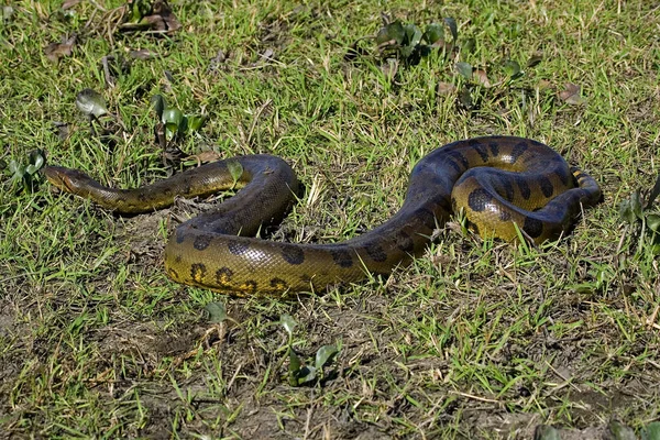 Green Anaconda Eunectes Murinus Los Lianos Venezuela — стокове фото