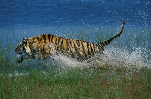 Bengal Tiger Panthera Tigris Tigris Adult Running Water — Stock Photo, Image