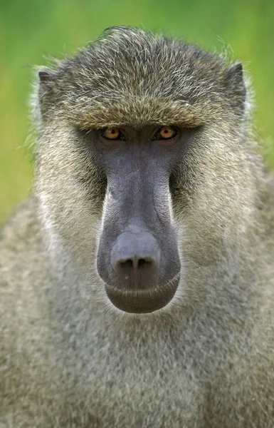 Chacma Baboon Papio Ursinus Portrait Male Kruger Park South Africa — 图库照片