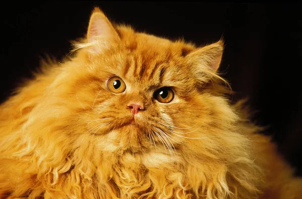 Röd Persisk Inhemska Katt Porträtt Vuxen — Stockfoto
