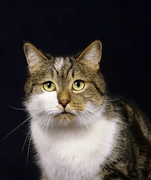 Portriat Gato Doméstico Contra Fondo Negro — Foto de Stock