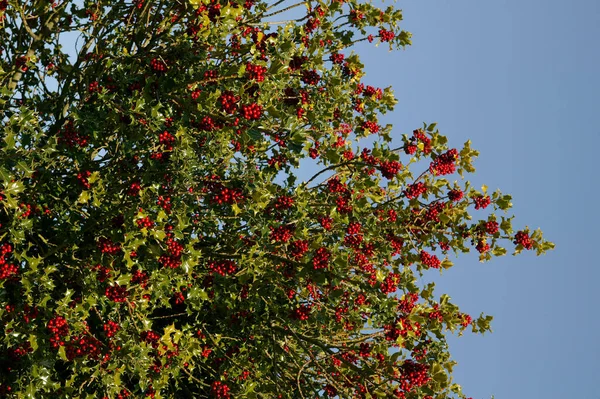Avrupalı Holly Ilex Aquifolium Ile Red Berries Normandiya — Stok fotoğraf