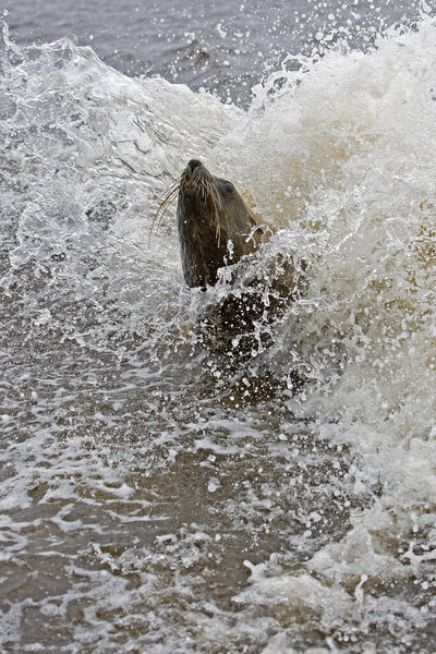 Южноафриканский тюлень, arctohalus pusille, самка, играющая на Уэйвсе, Кейп-Кросс в Небии
  