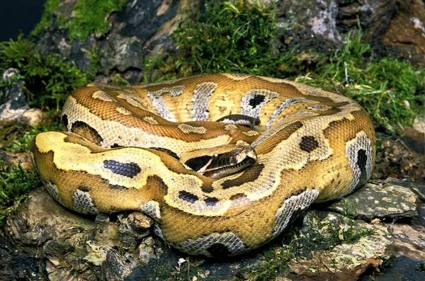 Python Sangue Python Curtus — Fotografia de Stock