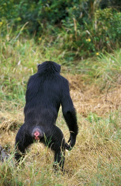 Chimpanzé Poêle Troglodytes Fond Naturel — Photo