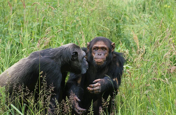 Chimpanzee Pan Troglodytes Natural Background — Stock Photo, Image