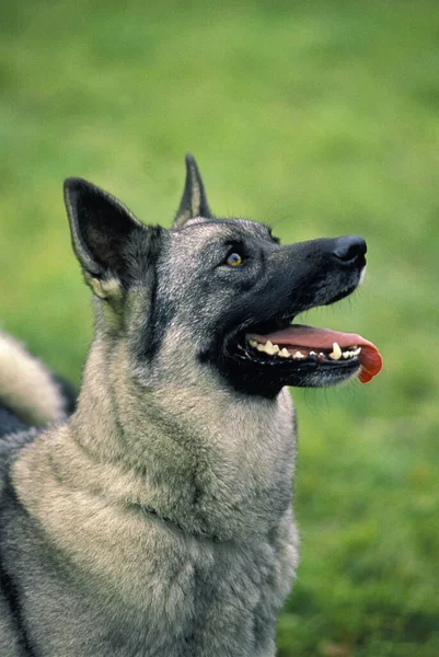 Portret Van Noorse Elkhound Dog — Stockfoto