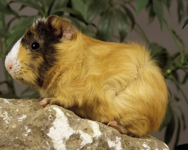 Морская Свинка Cavia Porcellus — стоковое фото