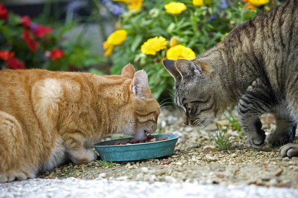 Red Tabby Brown Tabby Domestic Cat Jedzenie Normandia — Zdjęcie stockowe