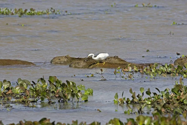 Capivara Hydrochoerus Hydrochaeris Great White Egret Egretta Alba Los Lianos — Fotografia de Stock