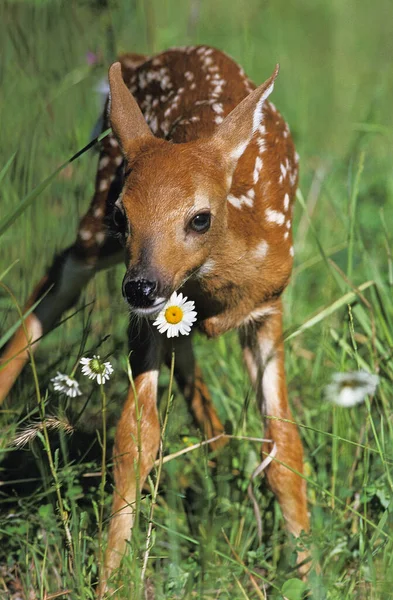 Cervo Cauda Branca Odocoileus Virginianus Fawn Com Flores — Fotografia de Stock