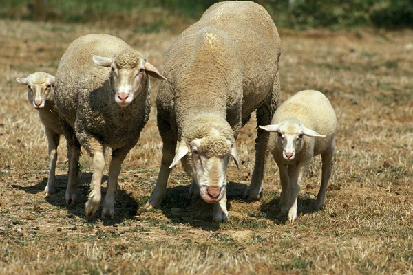 Wurtemberg Ovejas Domésticas Raza Alemana Oveja Cordero —  Fotos de Stock