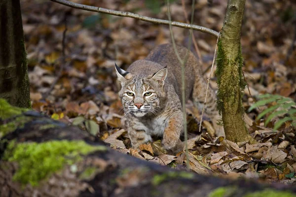 Europäischer Luchs Felis Lynx Erwachsener — Stockfoto